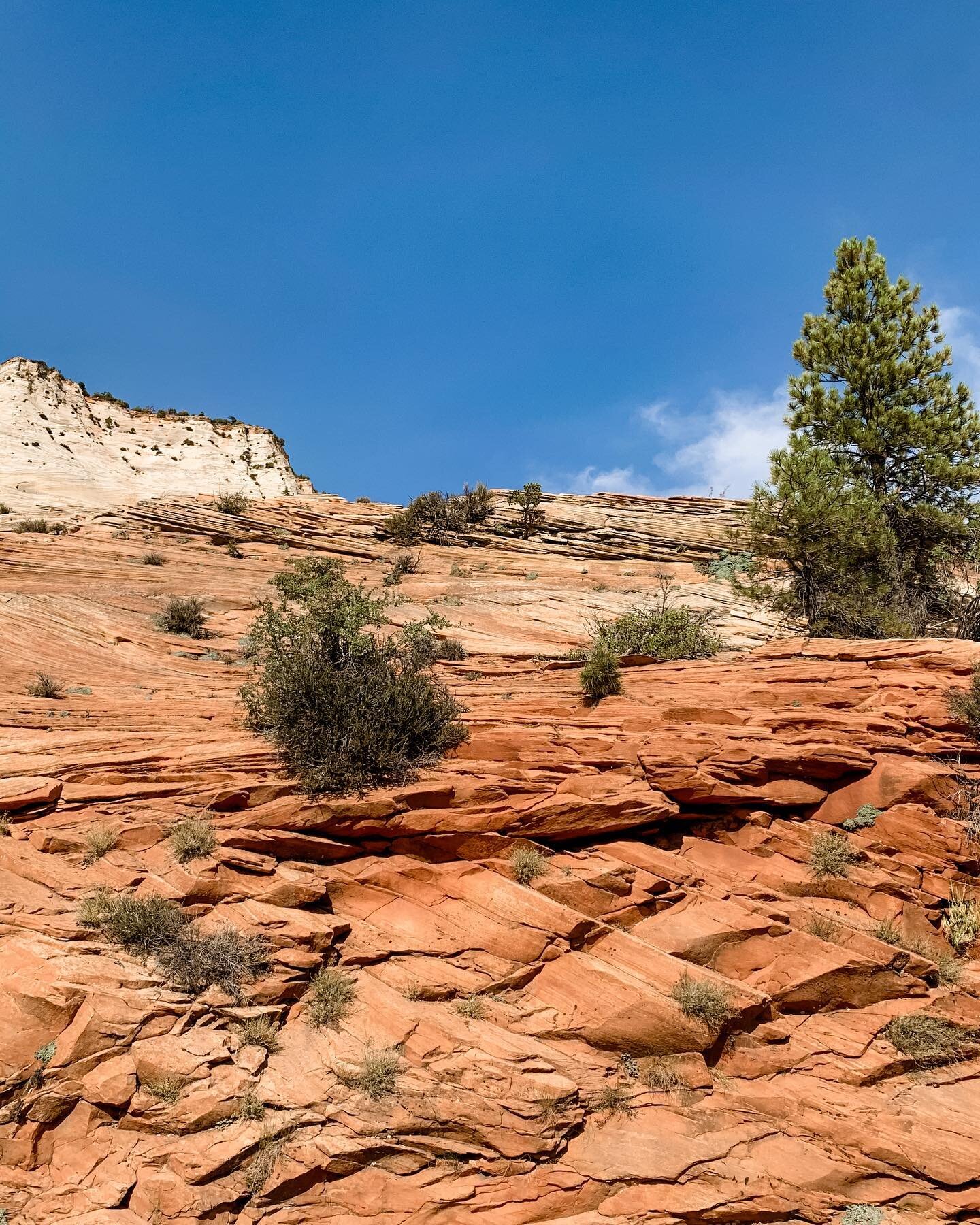 Happy #NationalParkWeek! Check out this photo from my drive through #ZionNationalPark. 😍 Have you been to Zion or is it on your bucket list?? ⛰
